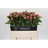 Paeonia Dr A Fleming