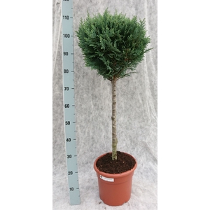 Chamaecyparis laws. 'Columnari'