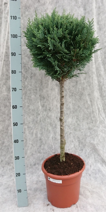 <h4>Chamaecyparis laws. 'Columnari'</h4>