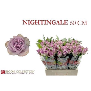 R Gr Nightingale!