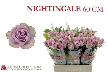 <h4>R Gr Nightingale!</h4>