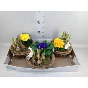 Arr.   Tuinplanten L%