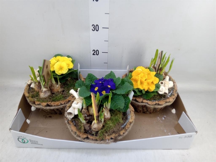 <h4>Arr. Tuinplanten L%</h4>