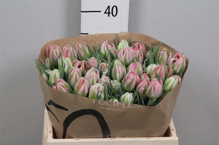 <h4>Tu Du Flash Point</h4>