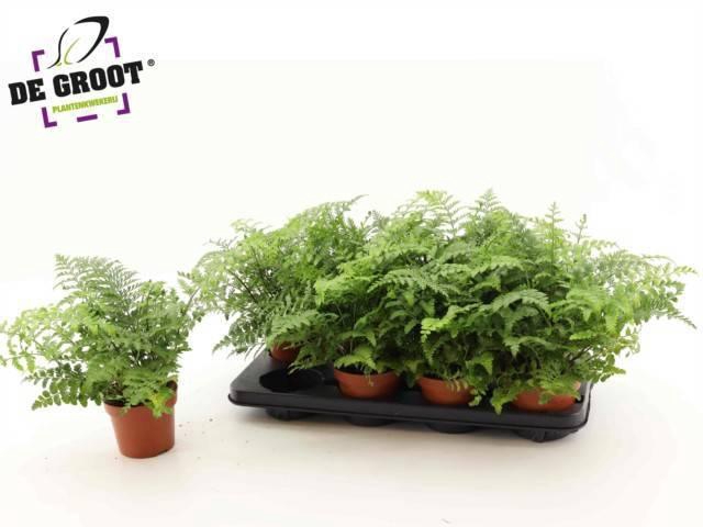 <h4>ASPLE PARVATI</h4>