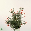 Punica granatum
