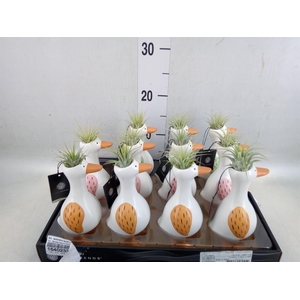 Arr.   Kamerplant Groen L%