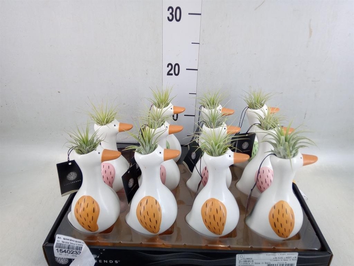 <h4>Arr.   Kamerplant Groen L%</h4>