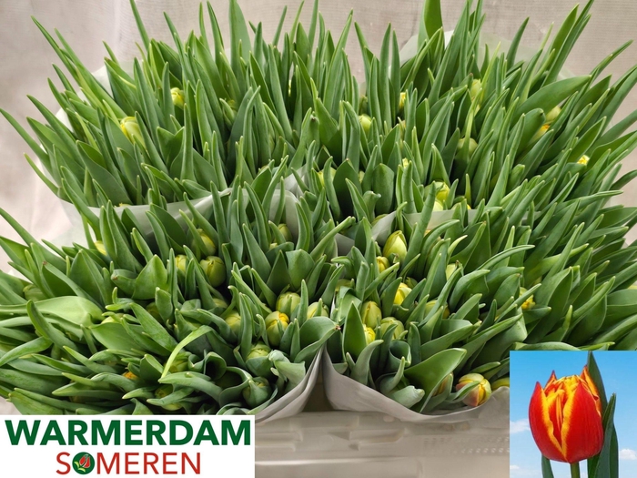 <h4>TU DU CROSSFIRE</h4>