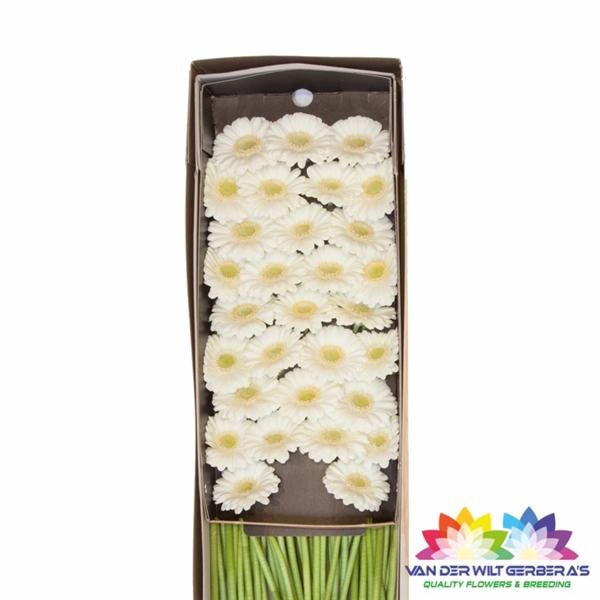 <h4>GE MI Albino</h4>