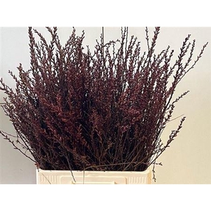 Myrica Gale (gagel) P Stem