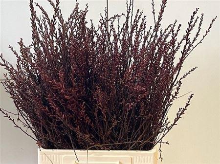 <h4>Myrica Gale (gagel) P Stem</h4>