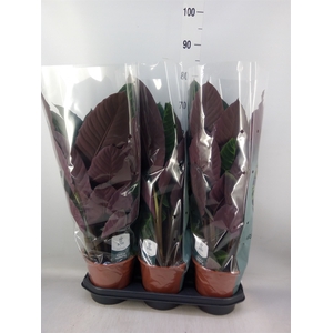Calathea warscewiczii