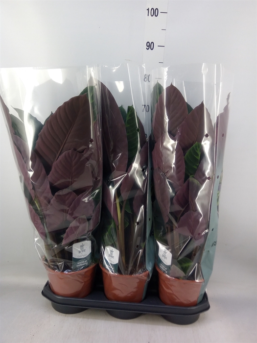 <h4>Calathea warscewiczii</h4>