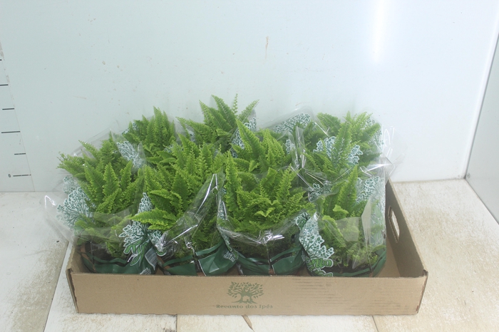 <h4>SAMAMBAIA HAVAIANA MINI C13</h4>