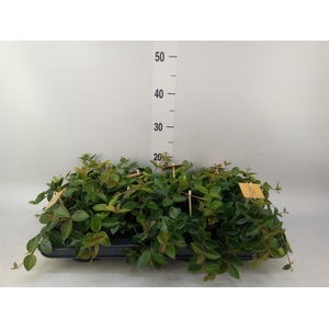 Peperomia  'Rocca Scuro'