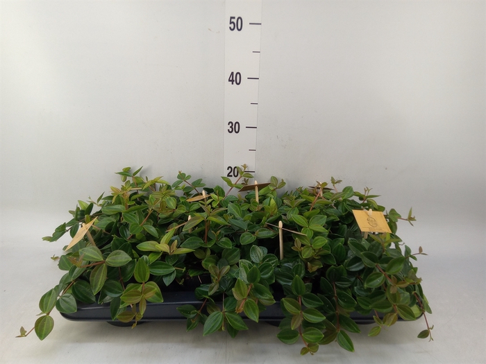 <h4>Peperomia  'Rocca Scuro'</h4>