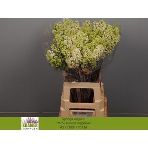 SYR V MME FL STEPMAN