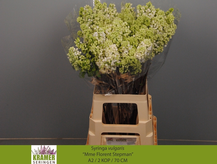 <h4>SYR V MME FL STEPMAN</h4>