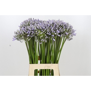 AGAPANTHUS OVERIG AGAPANTHUS SILBER