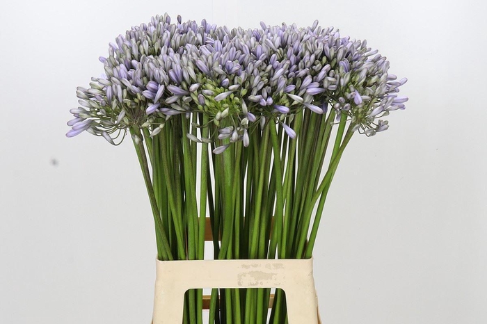 <h4>AGAPANTHUS OVERIG AGAPANTHUS SILBER</h4>