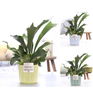 Platycerium Bif. in P&PURE Fleur cer. ass.3