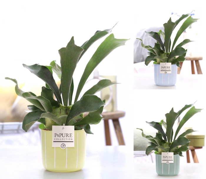 <h4>Platycerium Bif. in P&PURE Fleur cer. ass.3</h4>