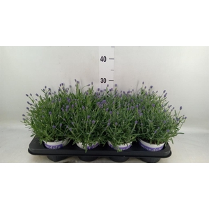 Lavandula angus. 'Hidcote'