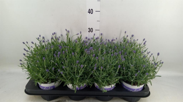 <h4>Lavandula angus. 'Hidcote'</h4>