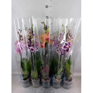 Phalaenopsis   ...mix  5