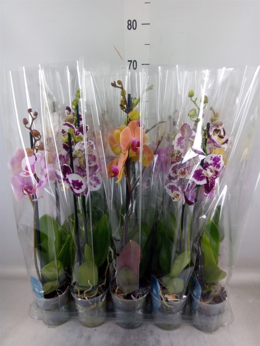 <h4>Phalaenopsis   ...mix  5</h4>