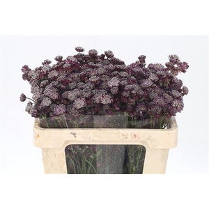 Astrantia Star Of Love Dark Red