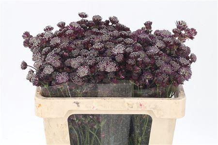 <h4>Astrantia Star Of Love Dark Red</h4>