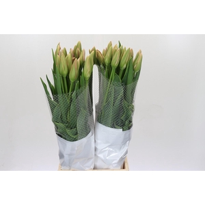 Tulipa (Frans) en Swarovski