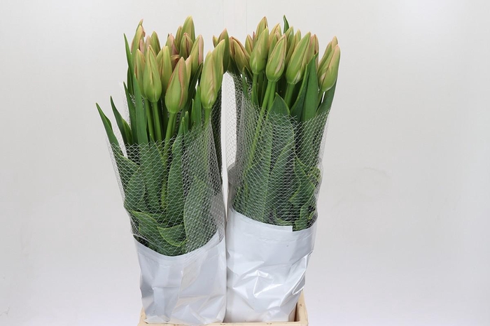 <h4>Tulipa (Frans) en Swarovski</h4>