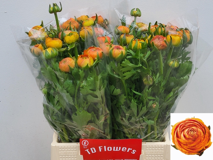 <h4>RAN AAZUR ORANGE</h4>