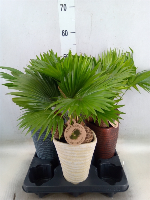 <h4>Livistona rotundifolia</h4>
