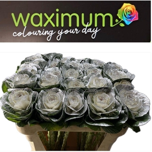 BRASSICA ZILVER + GLITTER 70CM