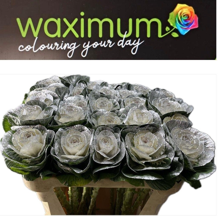 <h4>BRASSICA ZILVER + GLITTER 70CM</h4>