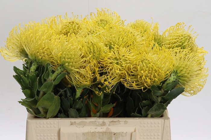 <h4>Nutans High Gold</h4>