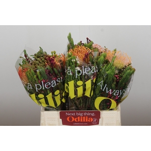 BQ Nutans 2 Flower