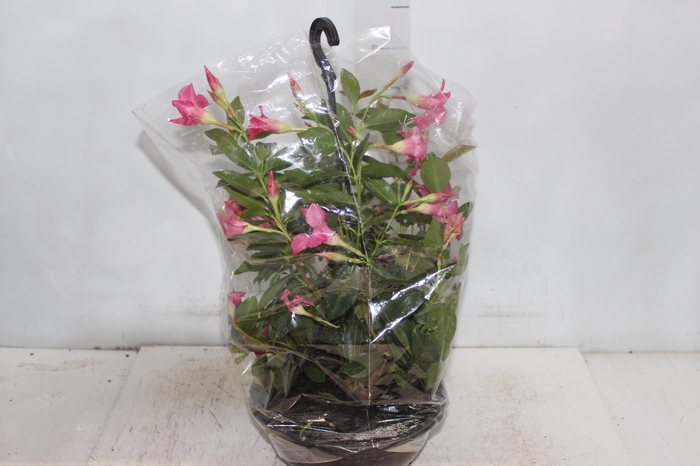 DIPLADENIA C21