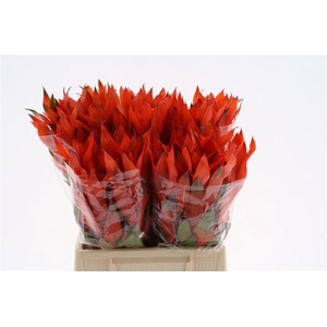 Bromelia Cherry