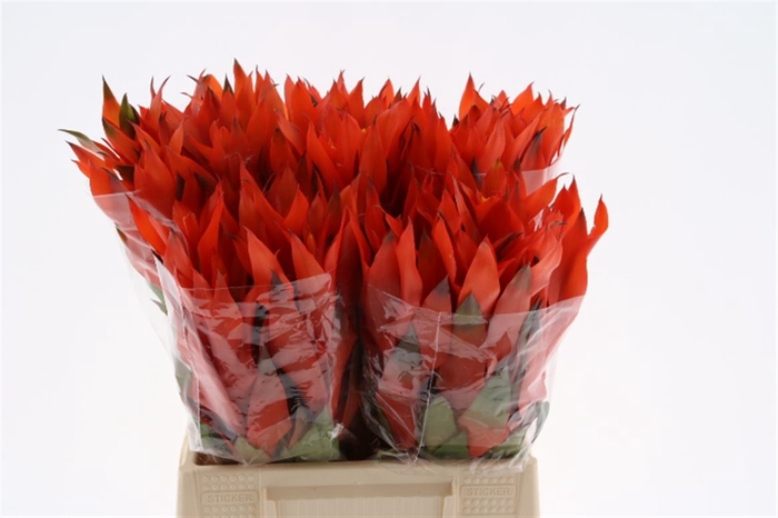 <h4>Bromelia Cherry</h4>