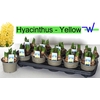 arr8 Hyacin Ov Yellow