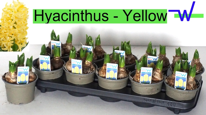arr8 Hyacin Ov Yellow