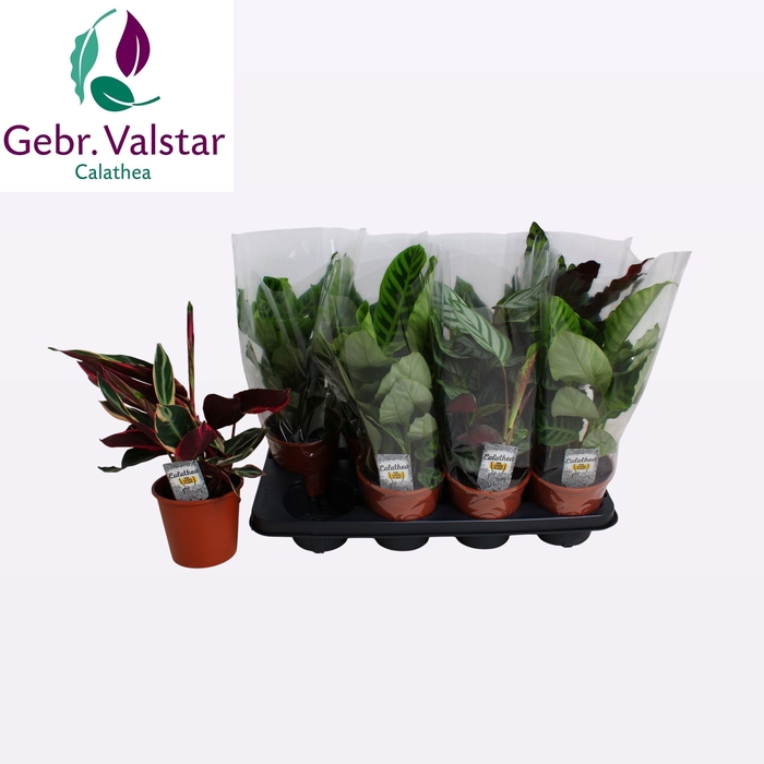 <h4>CALAT GEM 4 SRT</h4>