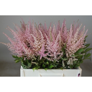 Astilbe Erika Rutgrink