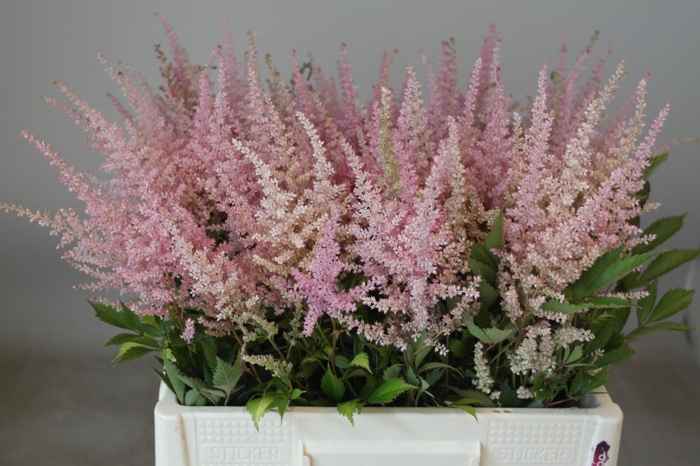 <h4>Astilbe Erika Rutgrink</h4>