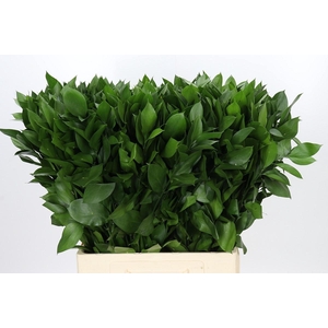 RUSCUS HYPOPHYLLUM